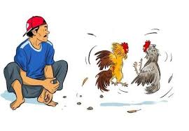 Ayam Bangkok Juara Siap Laga Berkualitas Idnasia88